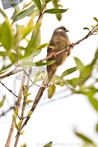 Image of Beautilful long tailed bird on a tree