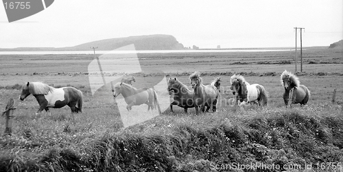 Image of Icelandic horses