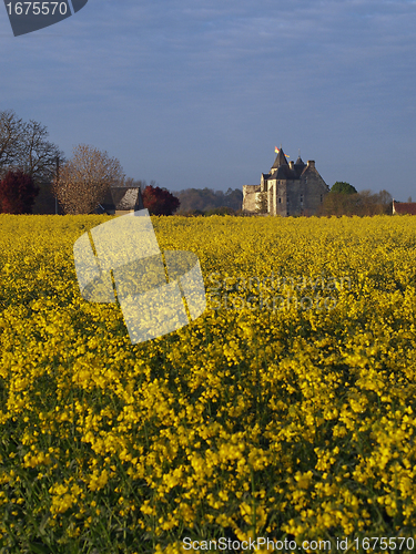 Image of Motte castle at sunrise from a rapeseed field in spring, Usseau 