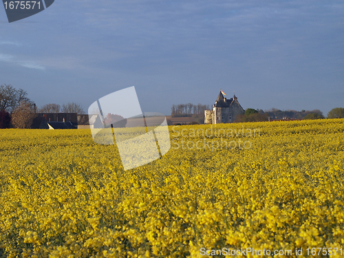 Image of Motte castle at sunrise from a rapeseed field in spring, Usseau 