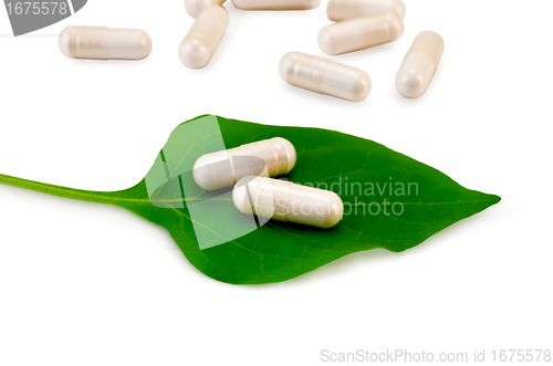 Image of Capsules beige on green leaf