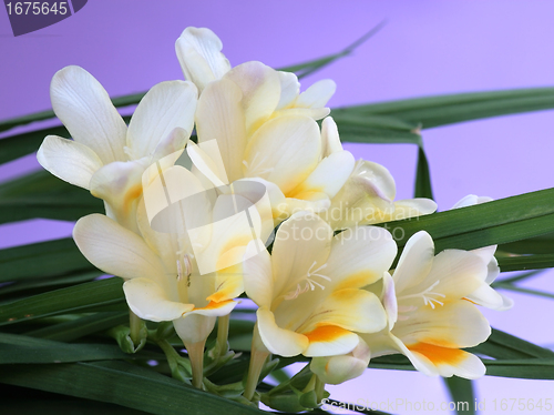 Image of flower of lily