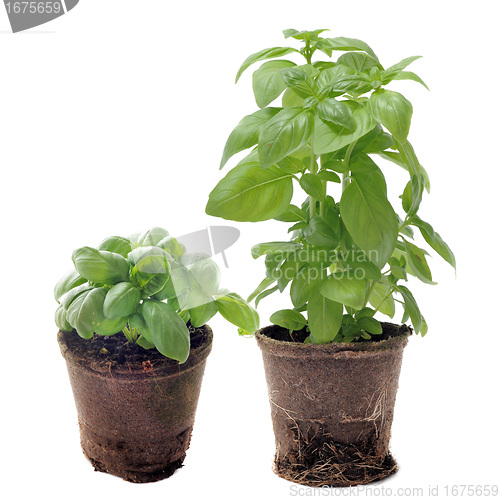 Image of basil in pots isolated