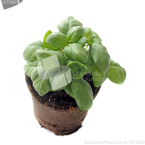 Image of basil in pot isolated