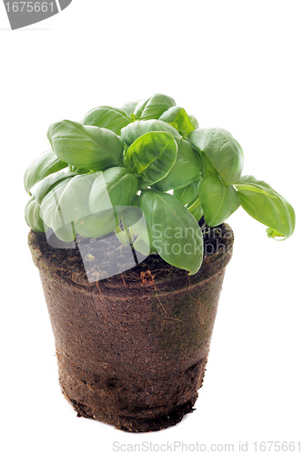 Image of basil in pot isolated