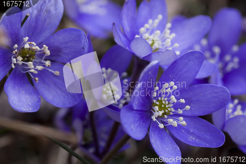 Image of blue anemones