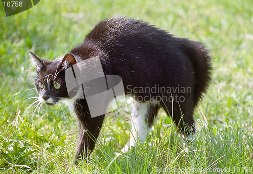 Image of Cat with arched back