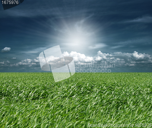 Image of green grass and blue cloudly sky