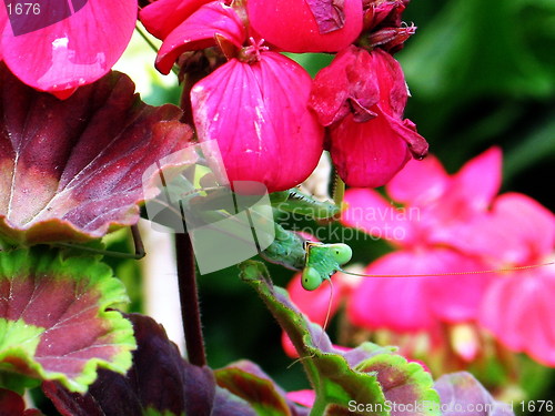 Image of Praying Mantis hiding