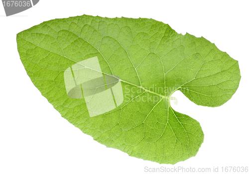 Image of One green leaf