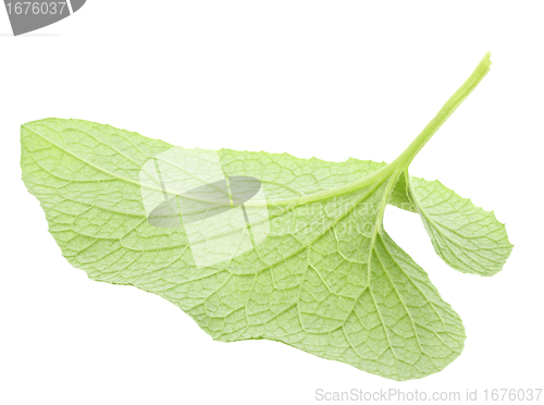 Image of One green leaf