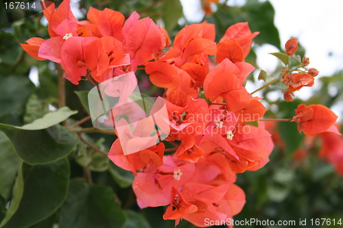 Image of Bougainvillea with lovely colour