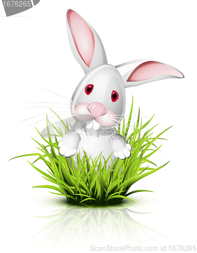 Image of Little rabbit on grass