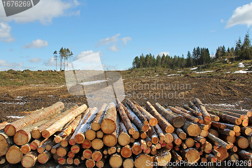 Image of Forest clear cut