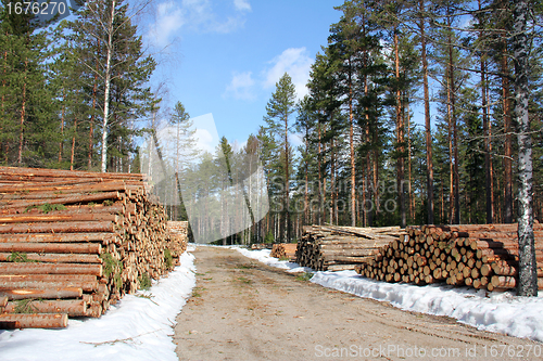 Image of Logging Road at Spring