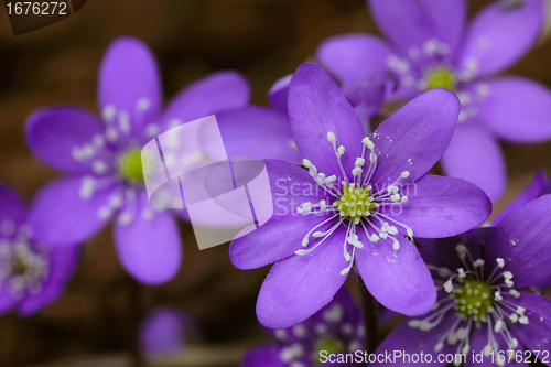 Image of Hepatica nobilis flowers