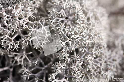 Image of Background of Cladonia stellaris lichen