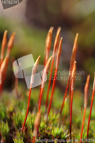 Image of Sporophytes of Polytrichum juniperinum moss