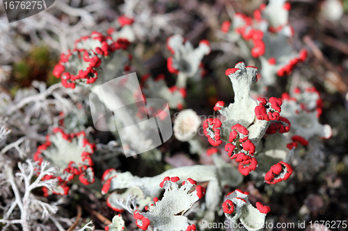 Image of Cladonia pleurota lichen