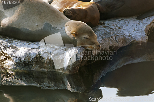 Image of Sea Lions