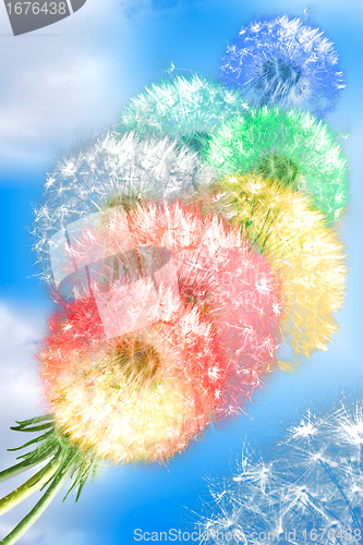 Image of Dandelion flowers on blue sky background