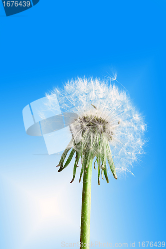 Image of Dandelion flower on blue sky
