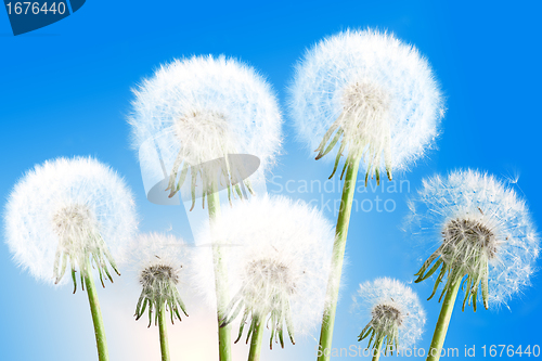 Image of Dandelions on blue sky background