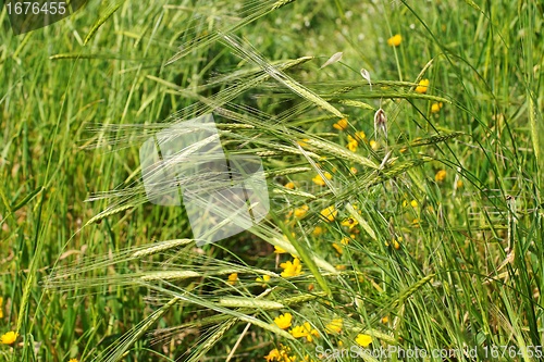 Image of Wild-growing cereals on green meadow in spring