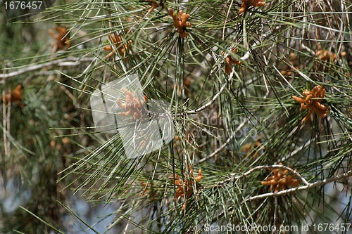 Image of Male pollen cones (strobili) on pine tree, shallow DOF