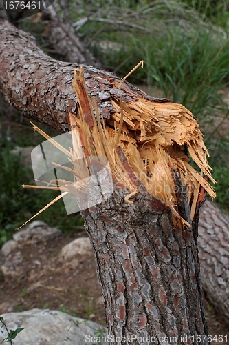 Image of Cracked pinetree closeup