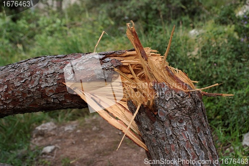Image of Cracked pinetree closeup