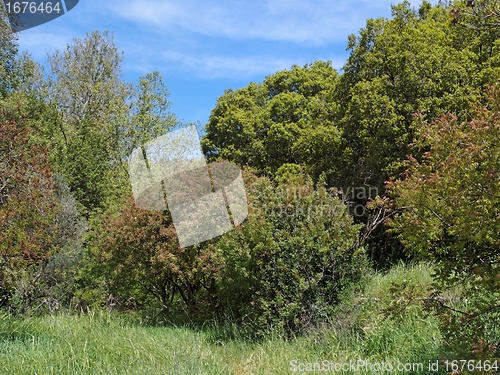 Image of Small clearing in the Mediterranean forest in bright spring day