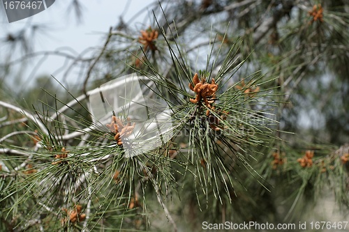 Image of Male pollen cones (strobili) on pine tree, shallow DOF 