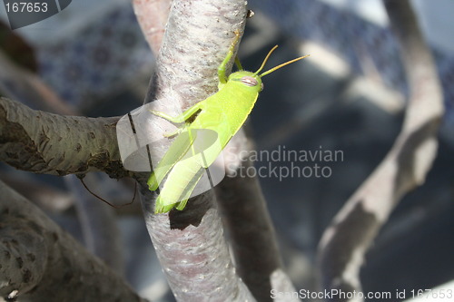 Image of Grasshopper