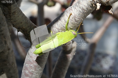 Image of Grasshopper