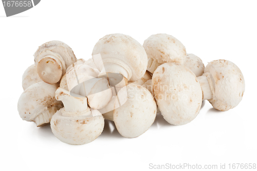 Image of White mushrooms