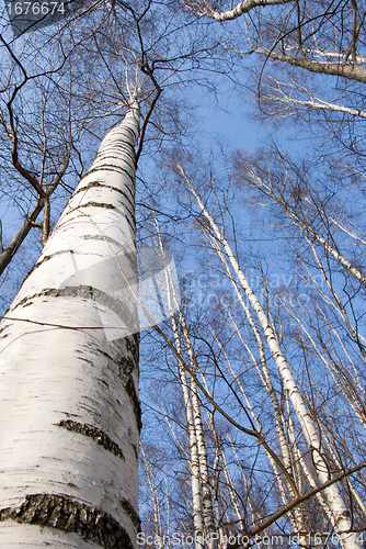 Image of background of birch tree trunks tops on blue sky 