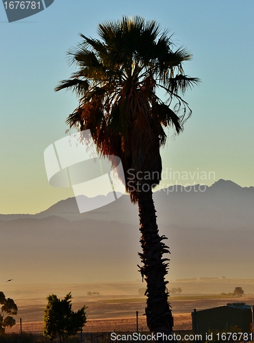 Image of palm tree