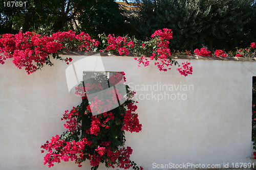Image of Red bougainvillea against white wall