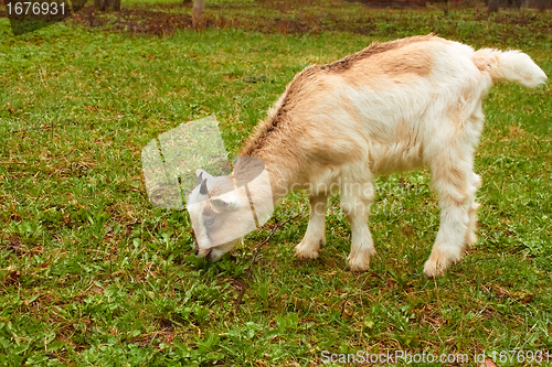 Image of Goatling on the pasture