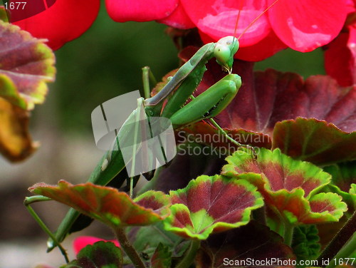 Image of Praying Mantis