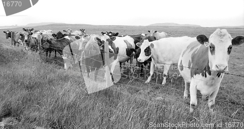 Image of Cow herd