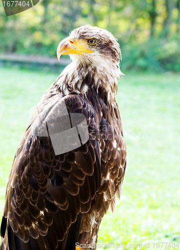 Image of Big Sea Eagle Haliaeetus albicill