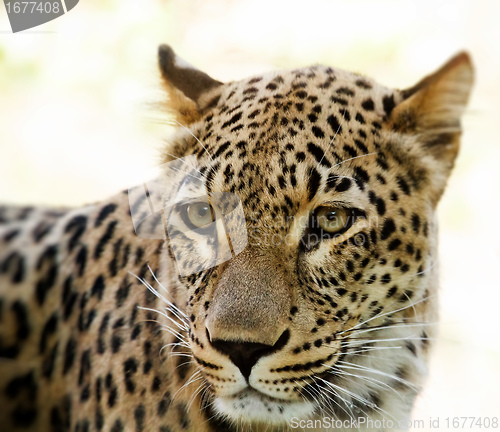 Image of Closeup of Leopard looks forward