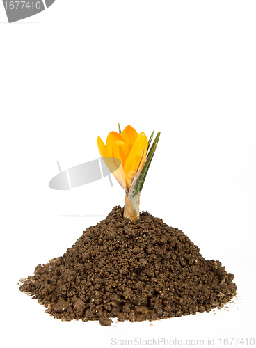 Image of small plant crocus growing pile of the dirt