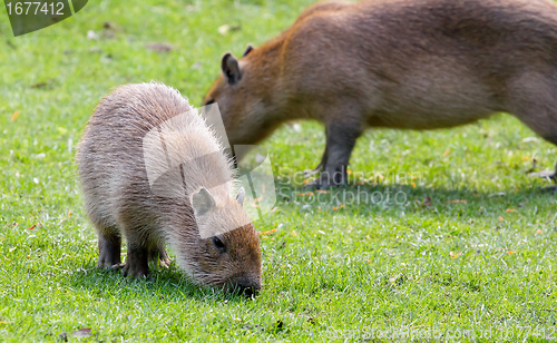 Image of Capybara grazing on fresh green grass 