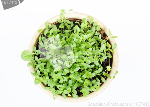 Image of Spring vegetable in ceramic pot on white