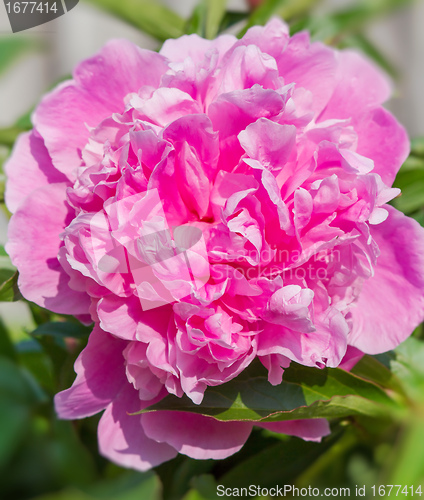 Image of Big pink peony flower in garden