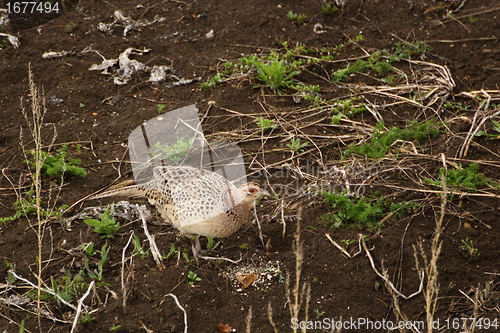 Image of female pheasant