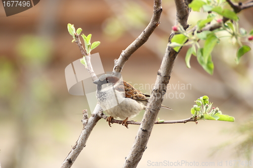 Image of male sparrow